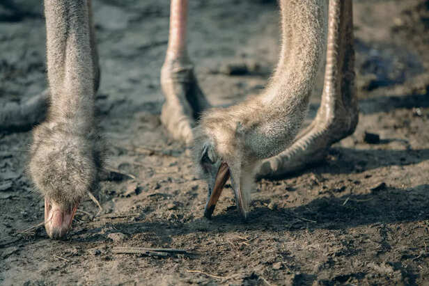 Ostriches Bury Their Heads In The Sand