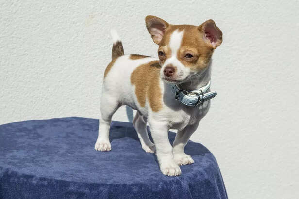 puppy