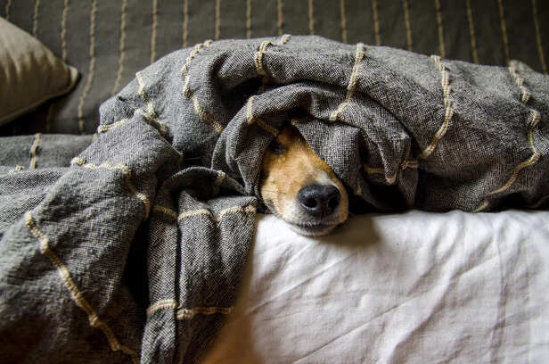 dogs
