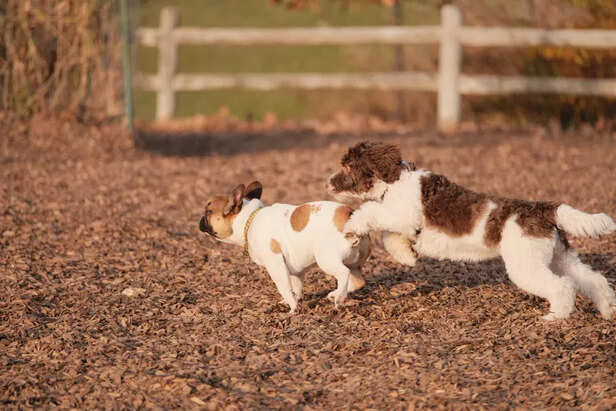 Dogs