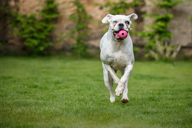 Dog