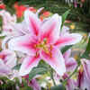 Lily Flowers: Toxic to Cats