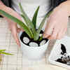 Aloe Vera Plant: Unsafe for Cats
