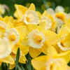 Daffodils: Bright but Toxic to Cats