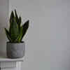 Snake Plant: Low Maintenance but Toxic to Cats