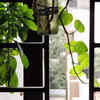 Money Plant (Golden Pothos): Toxic to Cats