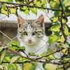 Cat Among Safe Foliage: A Peaceful Green Space