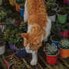 Cat Exploring a Plant-Filled Space: Safety First