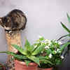 Safe and Toxic Plants for Cats