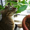 Cat Sniffing Potentially Toxic Houseplant