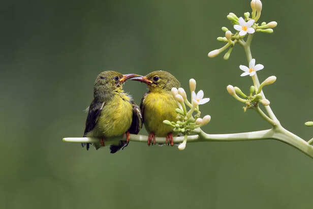Cheerful Pet Birds
