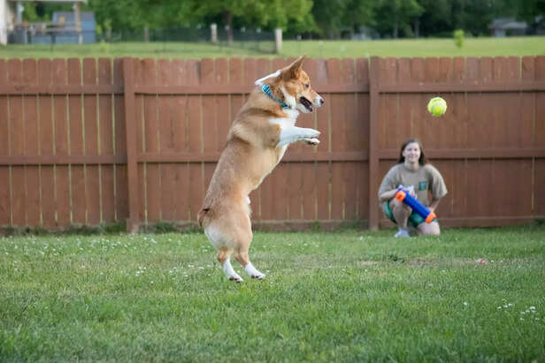 Perfect Fetch Photo