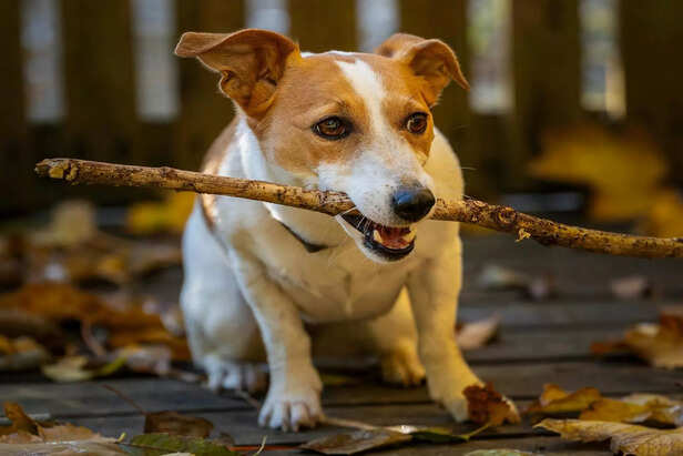 Energetic Terrier Carrying Big Stick