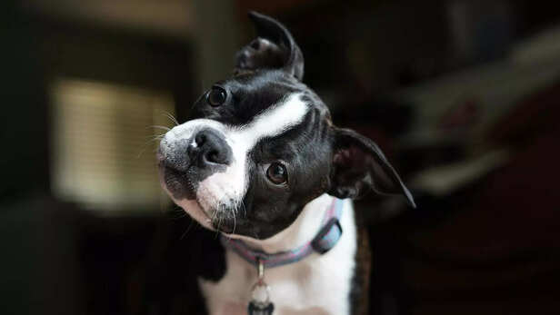 Curious Boston Terrier Puppy Close-Up