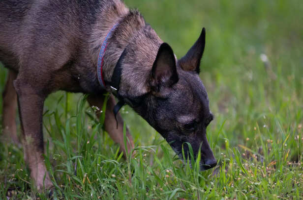 The Power of Scent: Dog Exploring the Outdoors.
