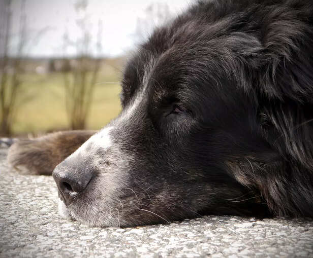 mountain dog
