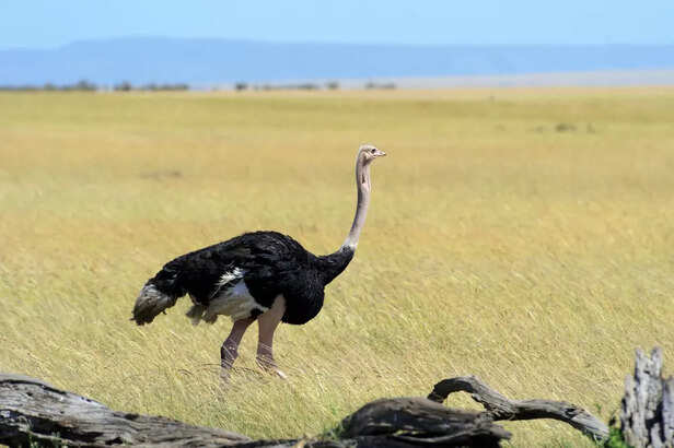 Ostrich
