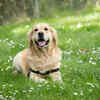 the joy of Labradors tails