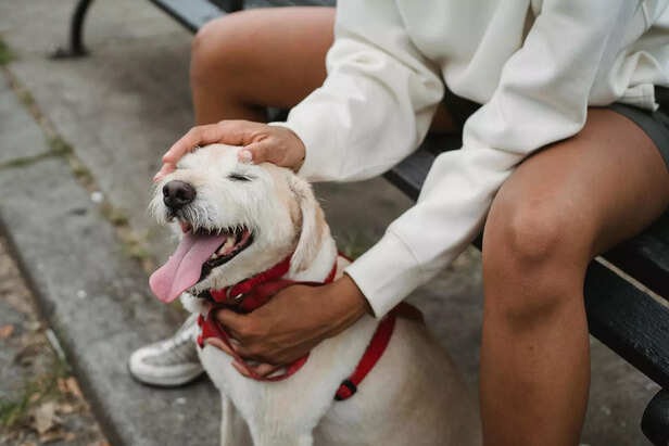 Happy Dog Getting Pet: The Joy of Human-Animal Connection