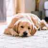 furry buddy