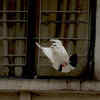 White Pigeon