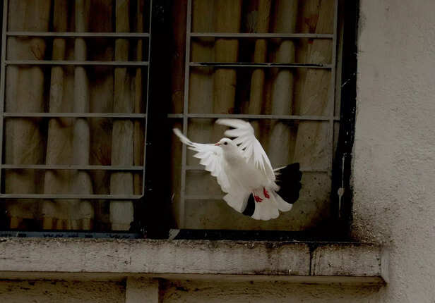 White Pigeon