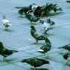 Pigeon