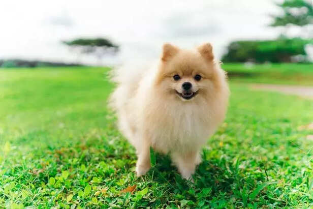 Pomeranian