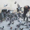 Pigeon