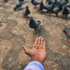Pigeon