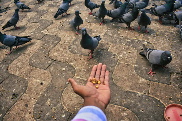 Pigeon