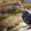 Pigeon