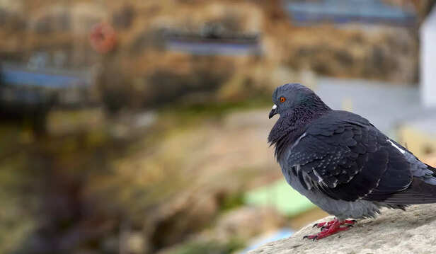 Pigeon