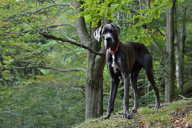 Meet the Great Dane: A True Giant Among Dogs