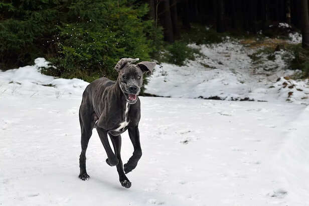 Pure joy! A playful Great Dane embraces a snowy adventure.