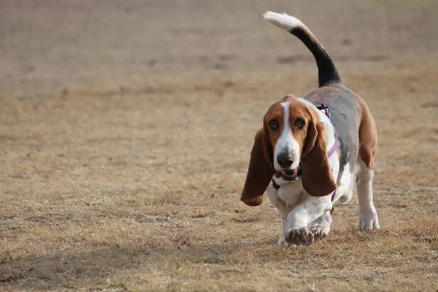 The Basset Hound's Happy Sprint