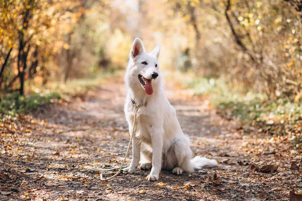 Majestic White Shepherd Dog Sitting on an Autumn Park Trail