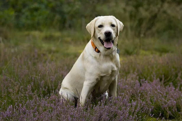 Purebred Labrador with Orange Collar in Summer Flower Field