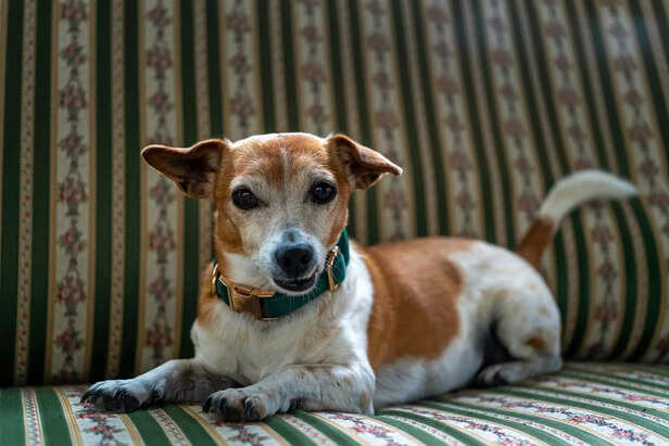 Adorable Jack Russell Terrier Portrait Lying on a Green Striped Couch