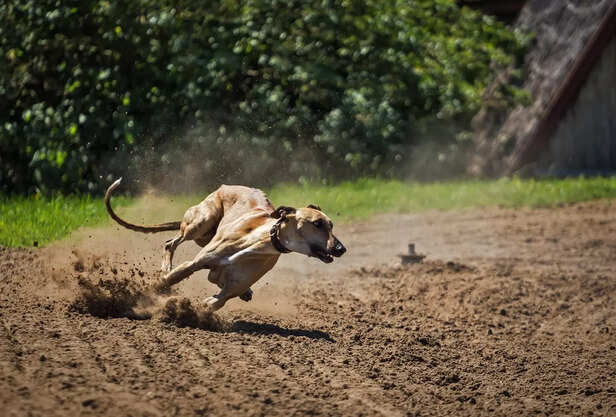 Athletic Whippet or Greyhound Portrait in Full Sprint.