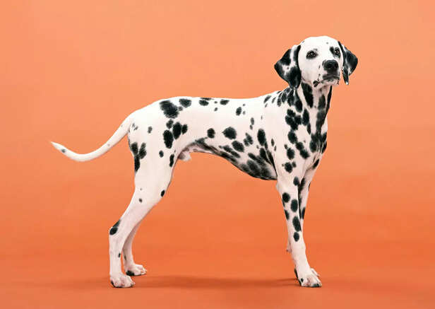 Elegant Dalmatian Showing Athletic and Graceful Build.