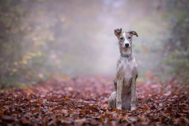 Dog Portrait in Fall Foliage with a Soft, Misty Background