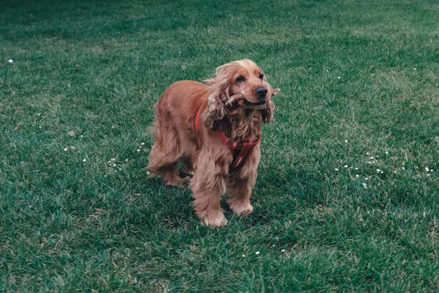 Cute Spaniel Dog with Long Fur Wearing a Red Harness