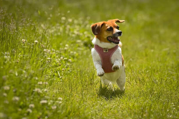 Cute dog portrait running on a sunny lawn