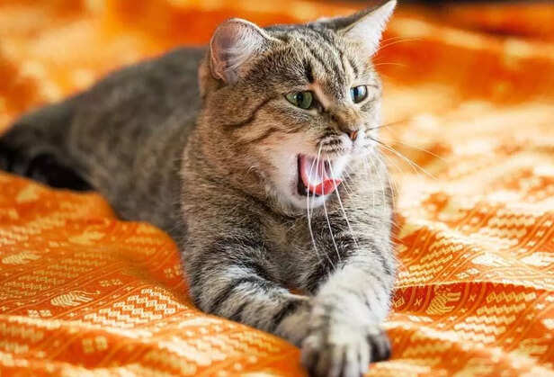 When a cat feels their space is invaded stress turns into agression