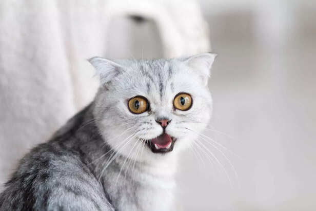 sudden loud sound can leave your cat anxious and restless