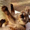 Scratching habit