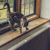 knocking things over