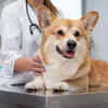 Dog Vet Checkup Before Hiking