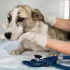 Post hike dog care